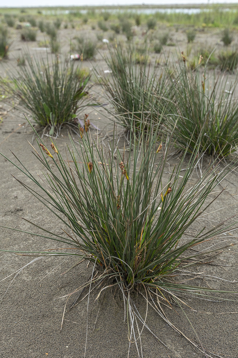 Image of Juncus acutus specimen.