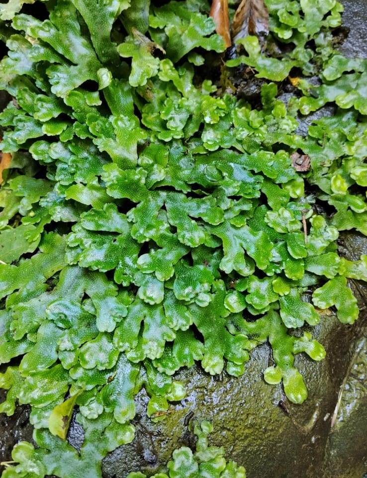 Изображение особи Conocephalum conicum.