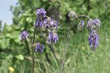 Salvia nutans