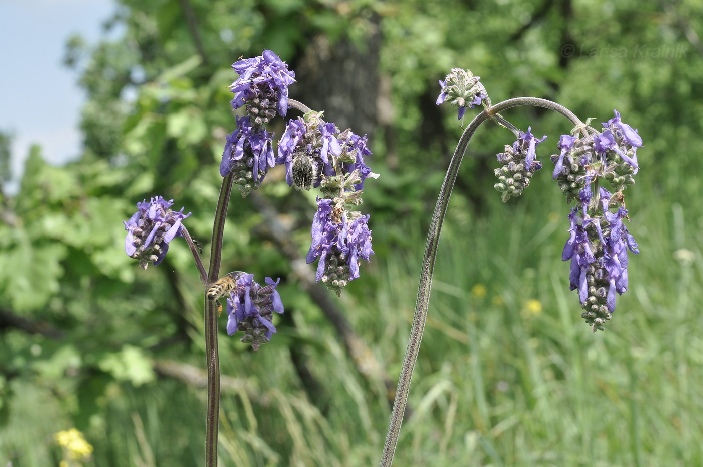 Изображение особи Salvia nutans.