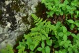 Gymnocarpium dryopteris