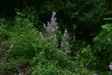 genus Salvia