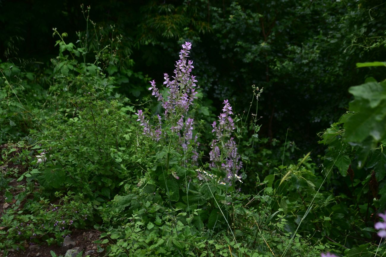 Image of Salvia sclarea specimen.