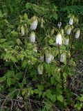 Campanula punctata. Цветущие растения, в сообществе с Rubus matsumuranus. Хабаровский край, г. Комсомольск-на-Амуре, Силинский лесопарк, просека ЛЭП. 22.06.2026.