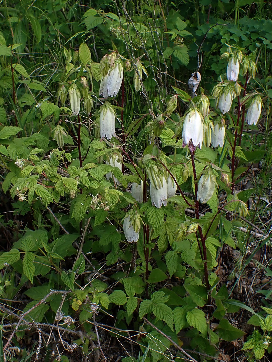 Image of Campanula punctata specimen.