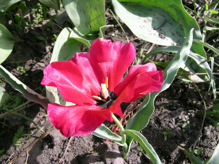 Image of Tulipa rosea specimen.