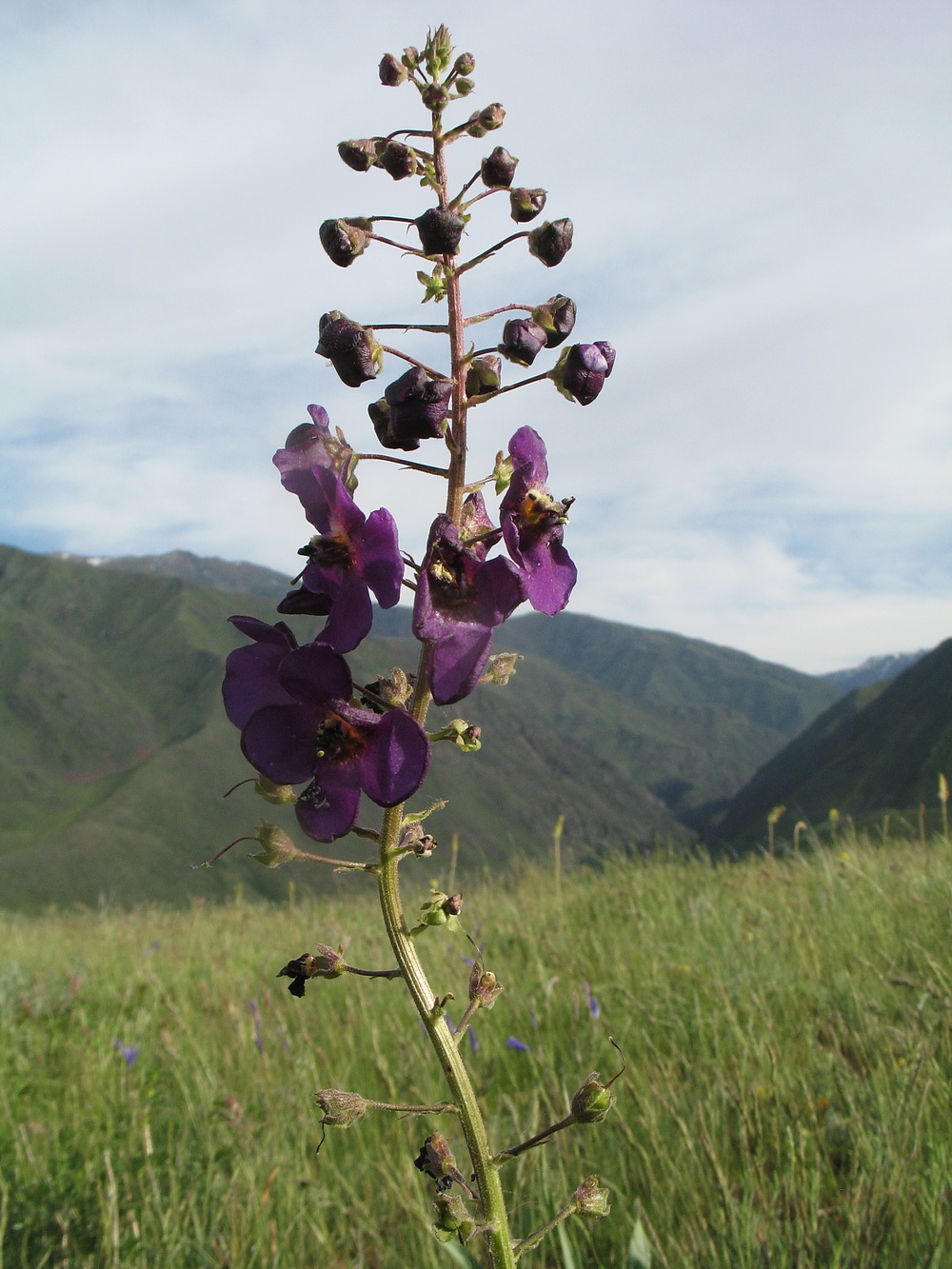 Image of Verbascum phoeniceum specimen.