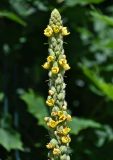 Verbascum thapsus. Верхушка соцветия. Калининградская обл., Правдинский р-н, г. Правдинск, у дороги. 02.07.2025.