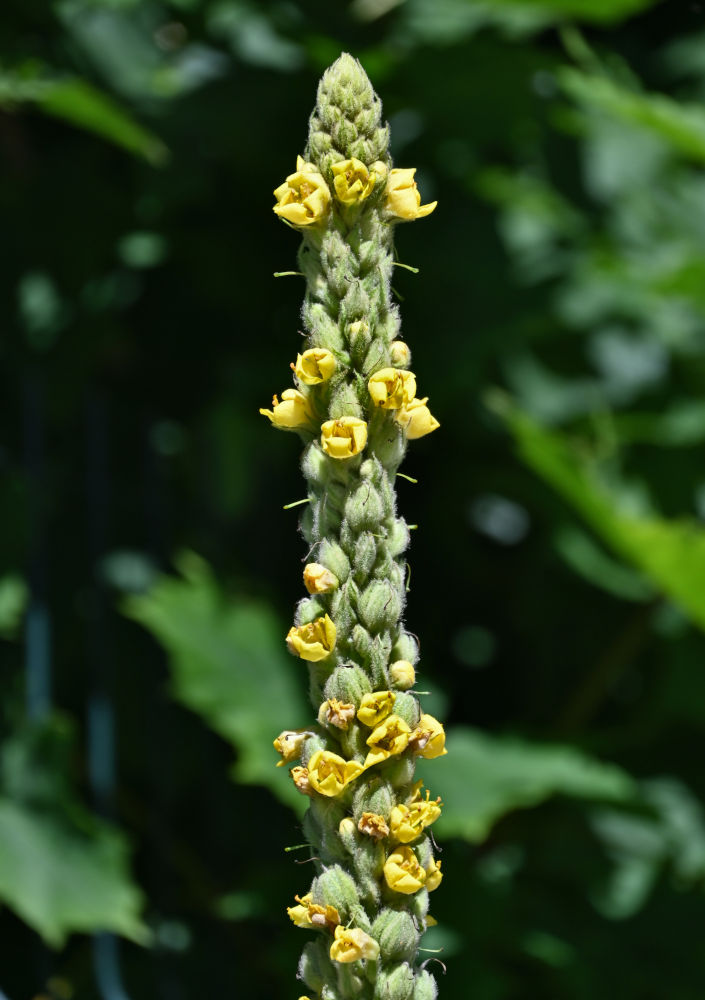Изображение особи Verbascum thapsus.