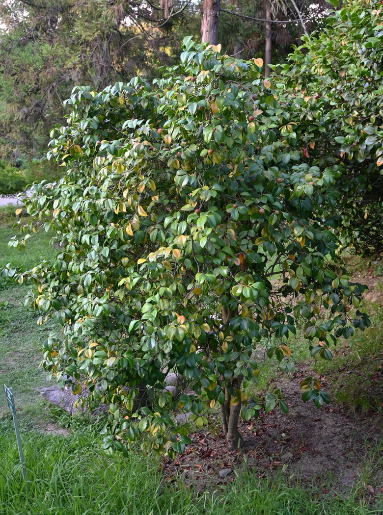 Image of Camellia japonica specimen.