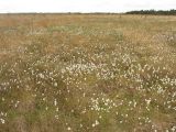 Eriophorum vaginatum. Аспект плодоносящих растений. Нидерланды, провинция Drenthe, заказник Fochteloërveen, верховое болото. 18 мая 2008 г.