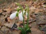 Galanthus plicatus