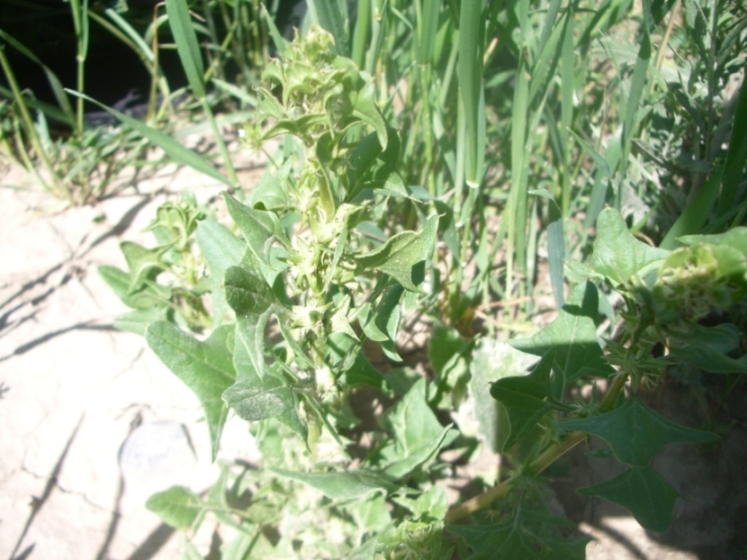 Изображение особи Spinacia turkestanica.