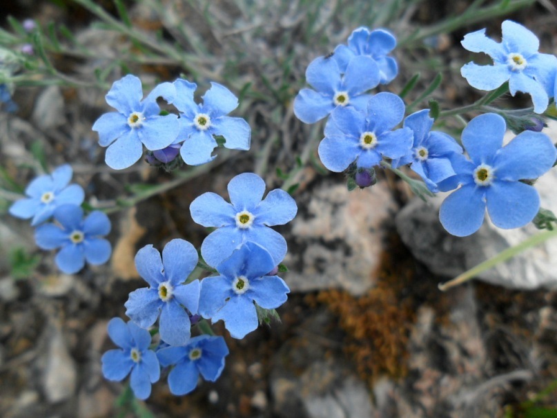 Image of Eritrichium jenisseense specimen.