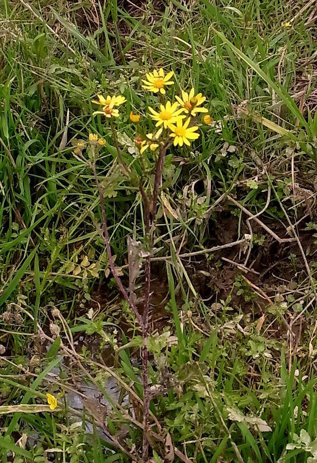 Изображение особи Senecio erraticus.