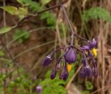 Solanum dulcamara