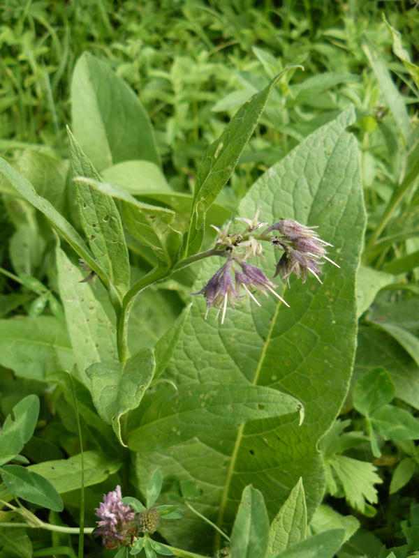 Изображение особи Symphytum officinale.