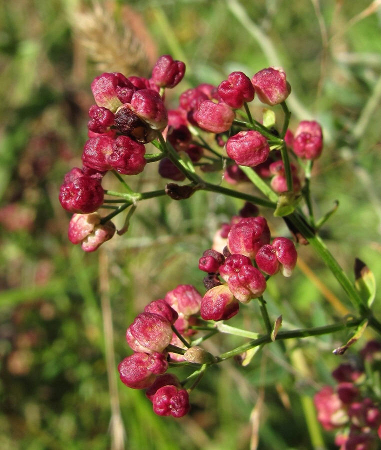 Image of Galium physocarpum specimen.