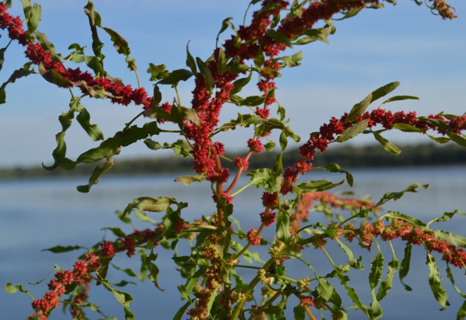 Изображение особи Rumex ucranicus.