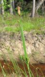 genus Carex