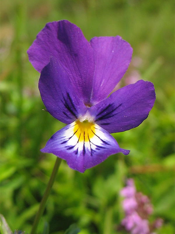 Image of Viola declinata specimen.