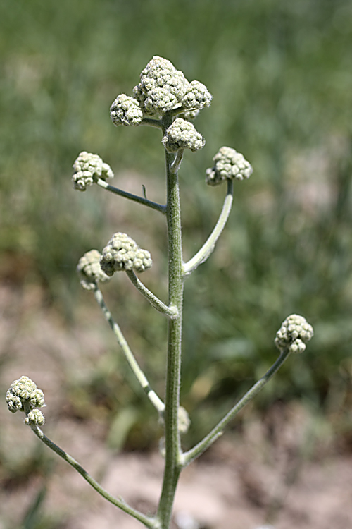 Изображение особи Handelia trichophylla.