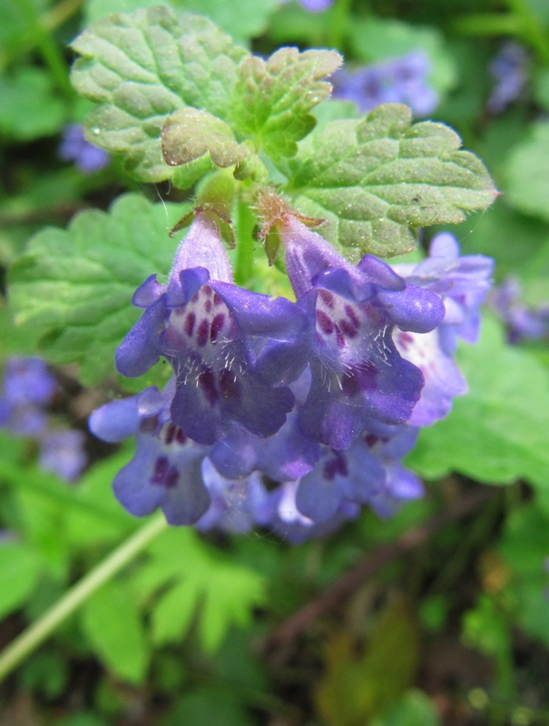 Изображение особи Glechoma hederacea.