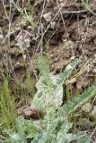 Oxytropis baldshuanica