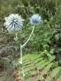 Echinops galaticus