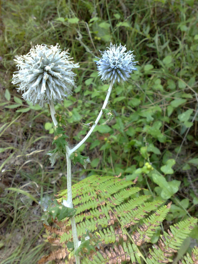 Изображение особи Echinops galaticus.