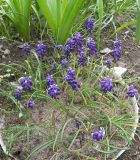 Muscari grossheimii