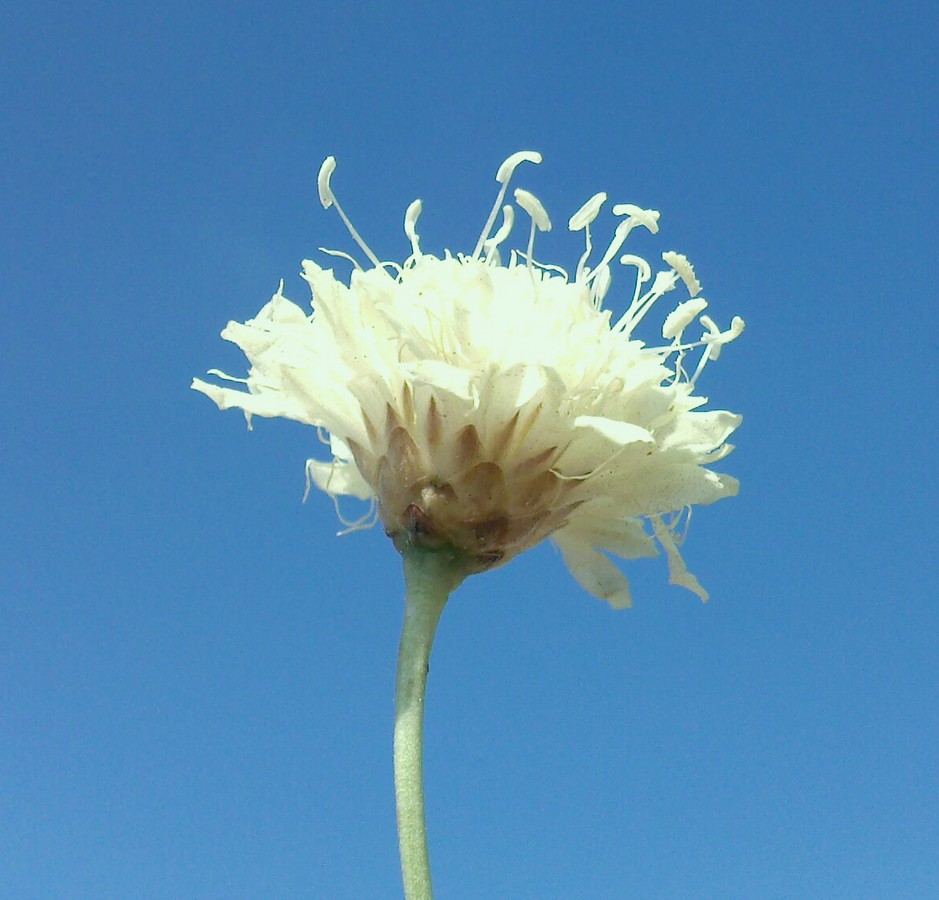 Image of Cephalaria uralensis specimen.