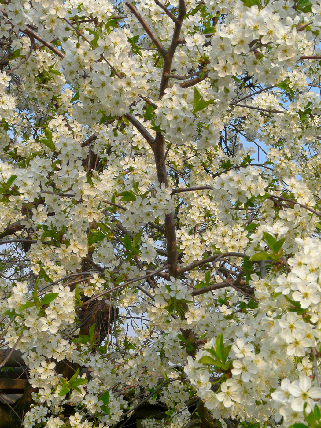 Изображение особи Cerasus vulgaris.