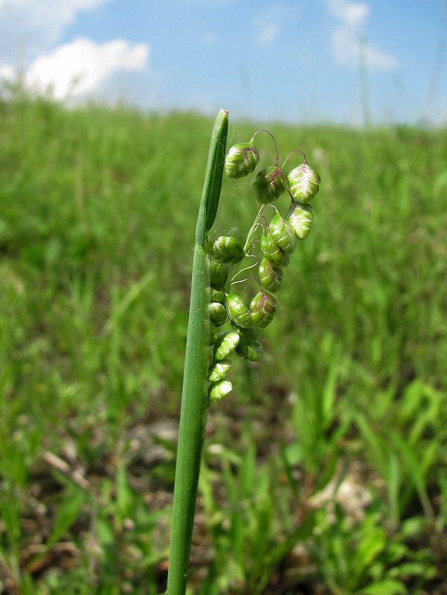 Image of Briza media specimen.