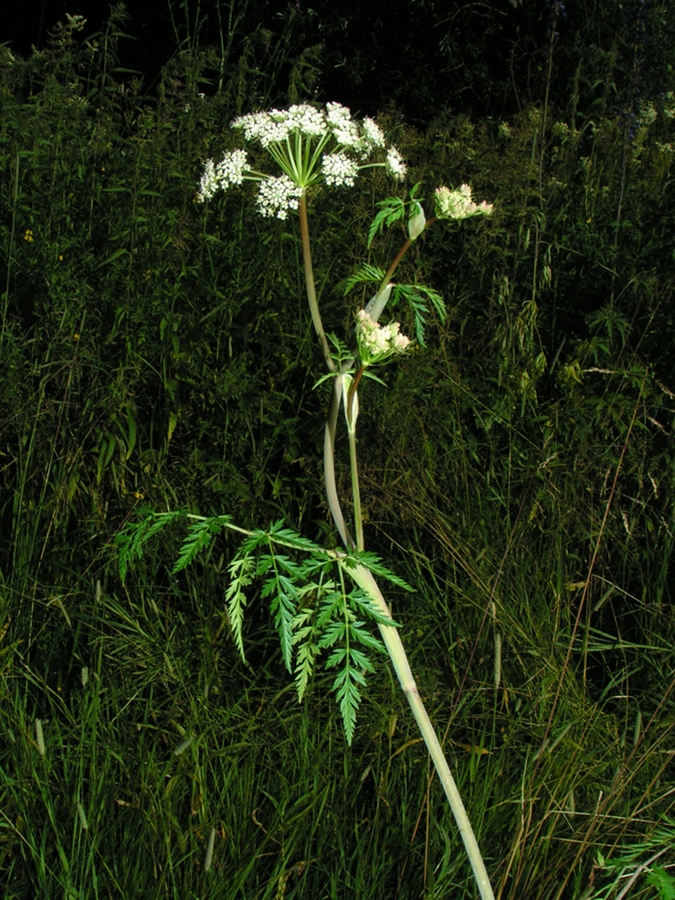 Изображение особи Conioselinum tataricum.