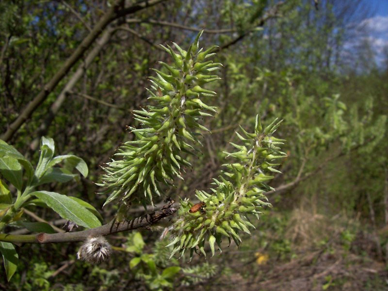 Изображение особи Salix caprea.