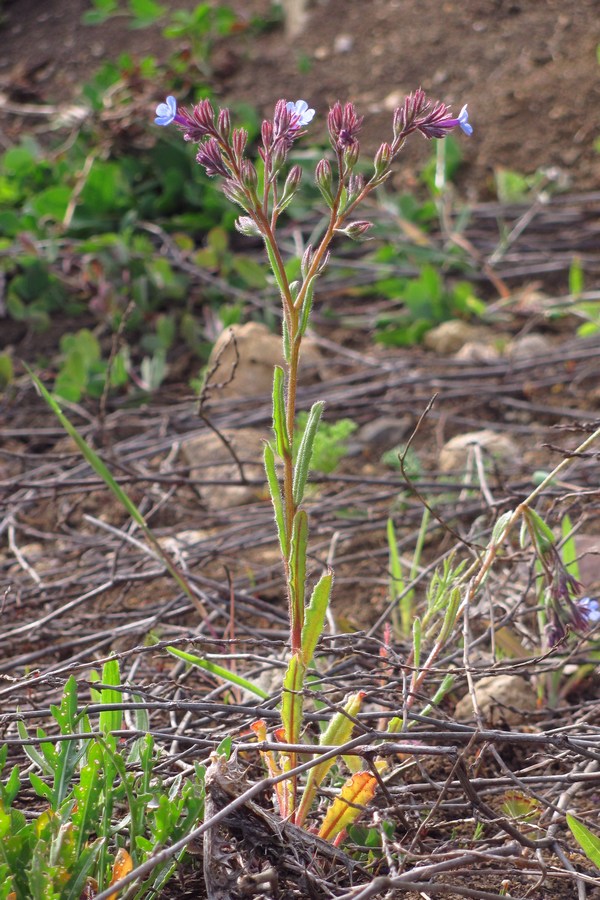 Image of Anchusa thessala specimen.