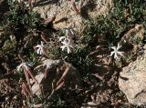Silene microphylla