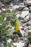 Onosma polyphylla