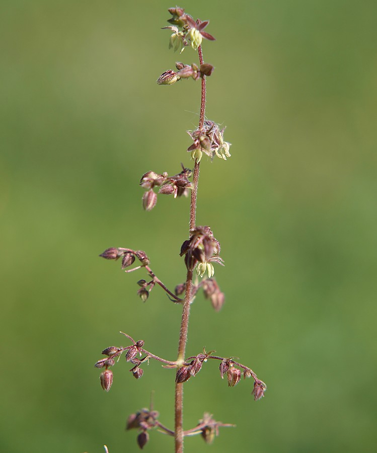 Image of Humulopsis scandens specimen.