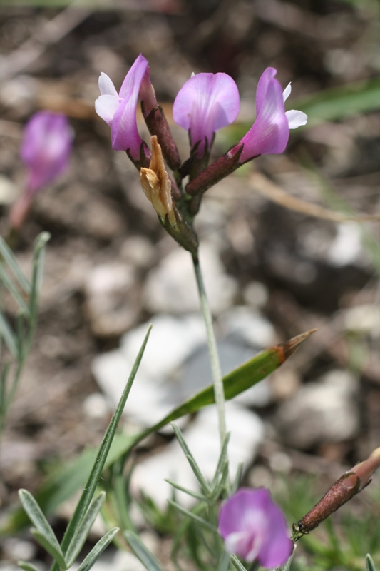 Изображение особи Astragalus subuliformis.