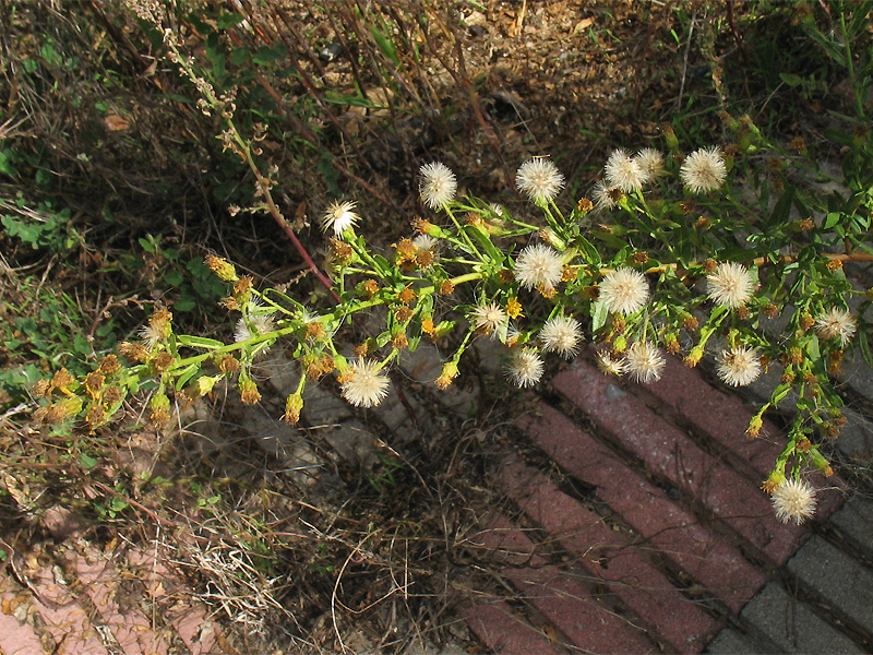 Image of Dittrichia viscosa specimen.