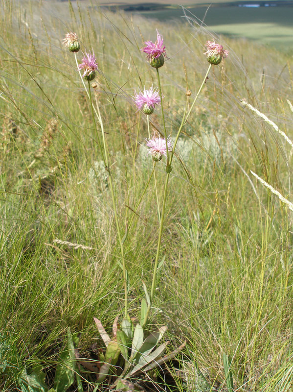 Image of Klasea cardunculus specimen.