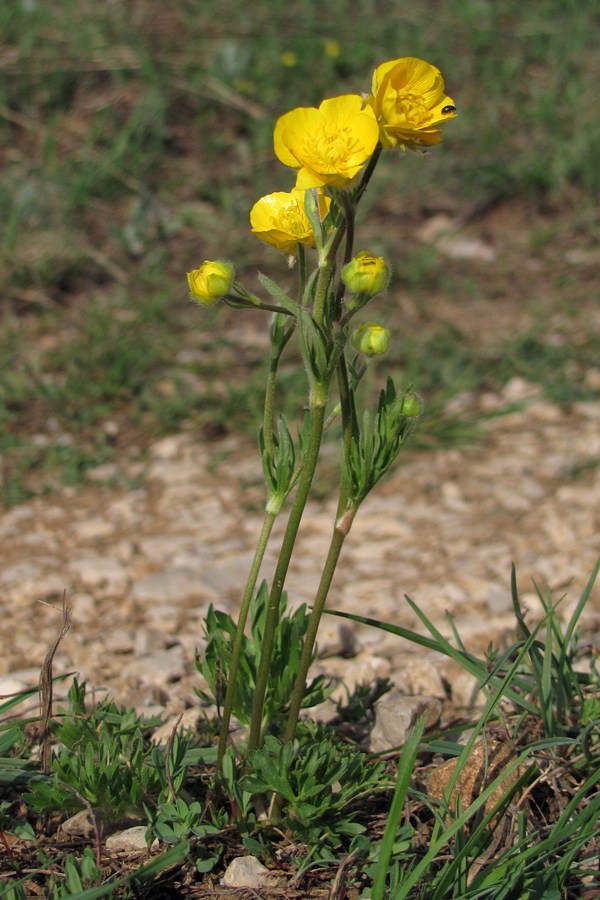 Изображение особи Ranunculus dissectus.