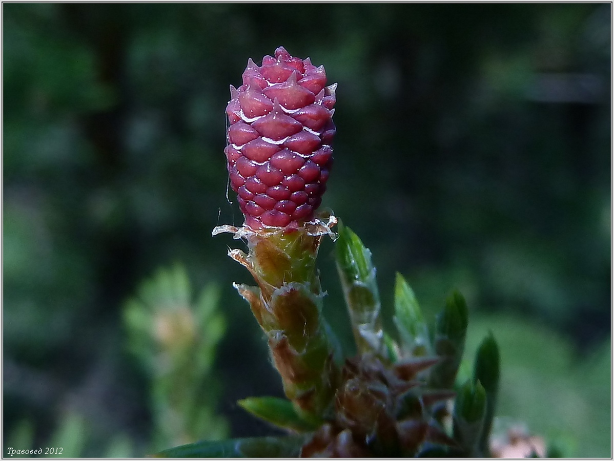 Изображение особи Pinus sylvestris.