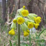 Primula macrocalyx. Соцветие. Карачаево-Черкесия, Зеленчукский р-н, ущелье р. Марка. 06.05.2012.