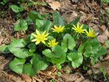 Ficaria verna