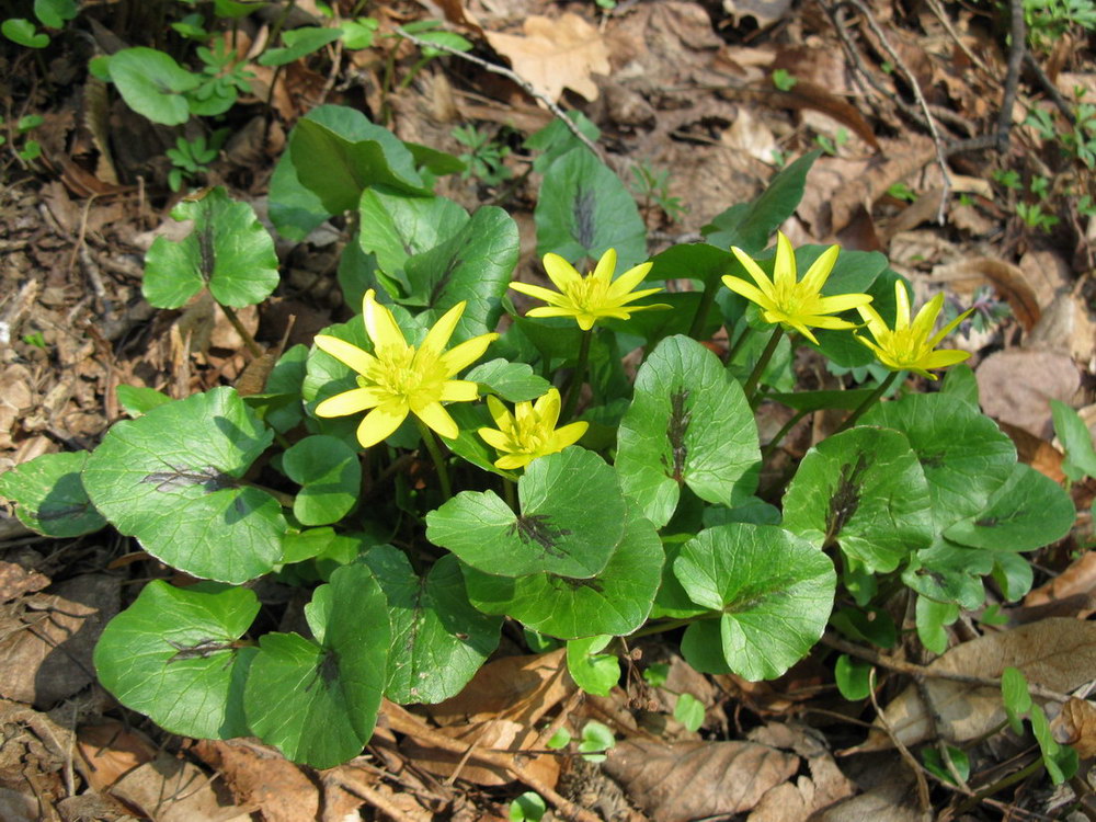 Image of Ficaria verna specimen.