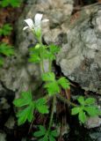 Saxifraga irrigua. Цветущее растение на скале. Крым, Долгоруковская яйла, буковый лес. 3 июня 2012 г.