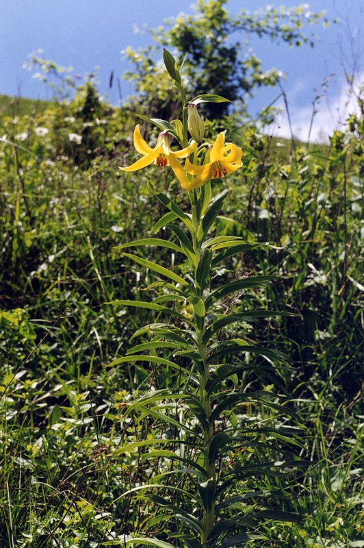 Изображение особи Lilium armenum.